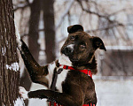Собаки в Москве: Бадди в поиске семьи  Мальчик, Бесплатно - фото 7