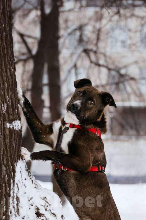 Собаки в Москве: Бадди в поиске семьи  Мальчик, Бесплатно - фото 7