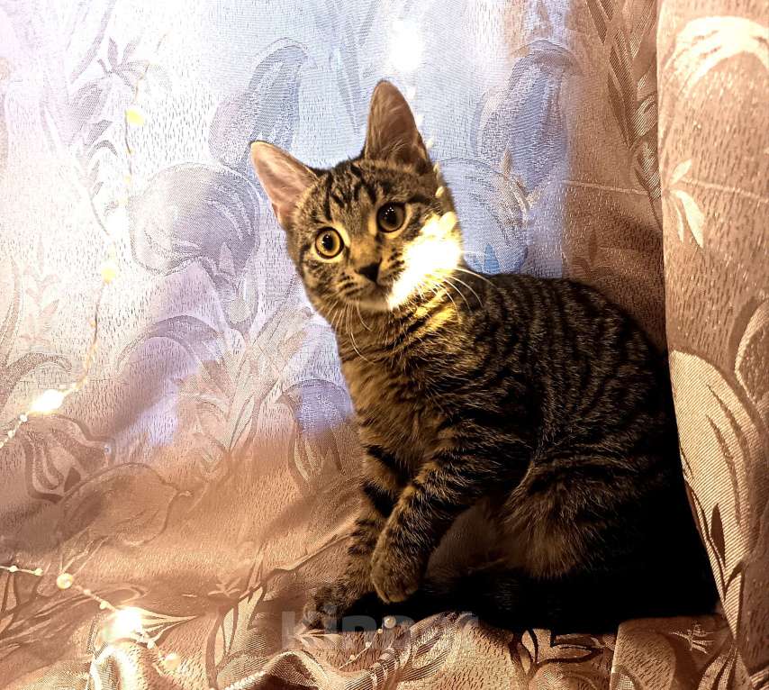 Кошки в Ивантеевке: Пушинка Девочка, Бесплатно - фото 2