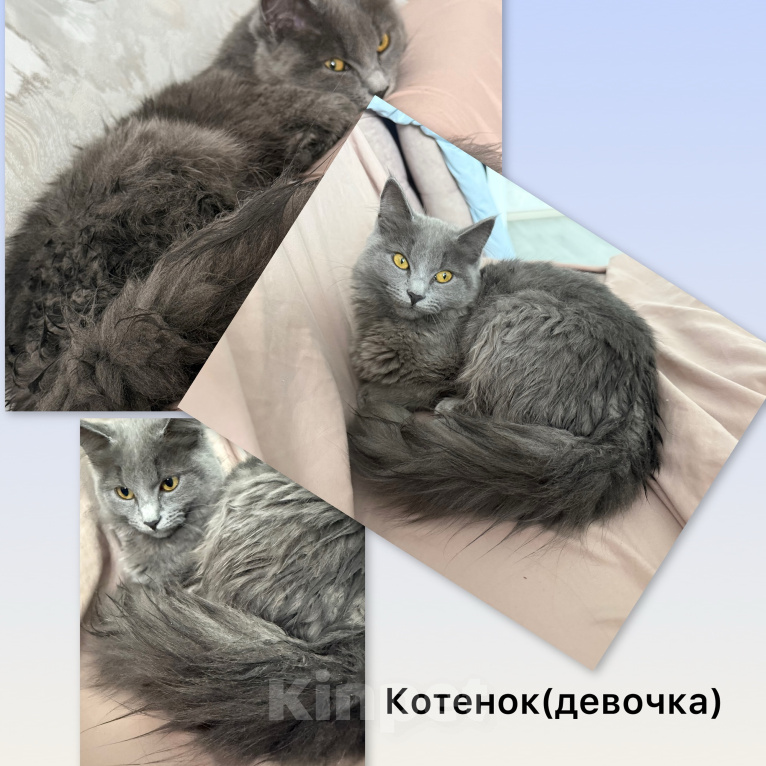 Кошки в Пензе: Котенок породы Нибелунг Девочка, 1 000 руб. - фото 1