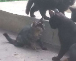 Кошки в Воронеже: Котята в добрые руки Девочка, Бесплатно - фото 1
