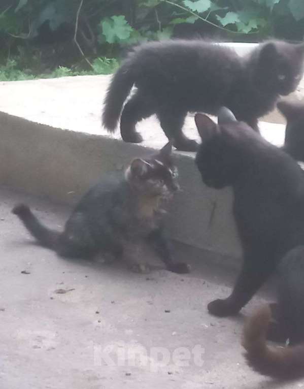 Кошки в Воронеже: Котята в добрые руки Девочка, Бесплатно - фото 1
