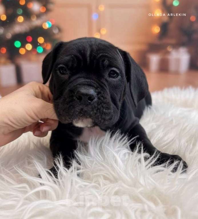 Собаки в Москве: Чёрная девочка кане корсо Девочка, 90 000 руб. - фото 6