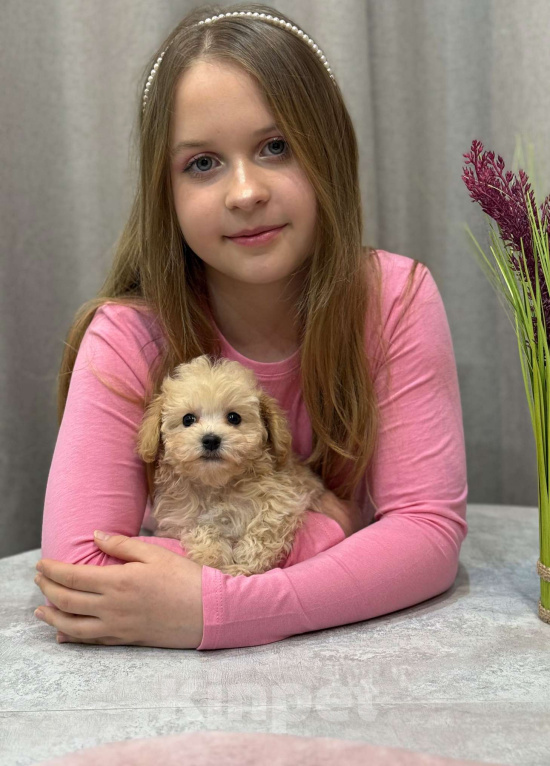 Собаки в Москве: Мальтипу мальчик 1 Мальчик, 150 000 руб. - фото 5