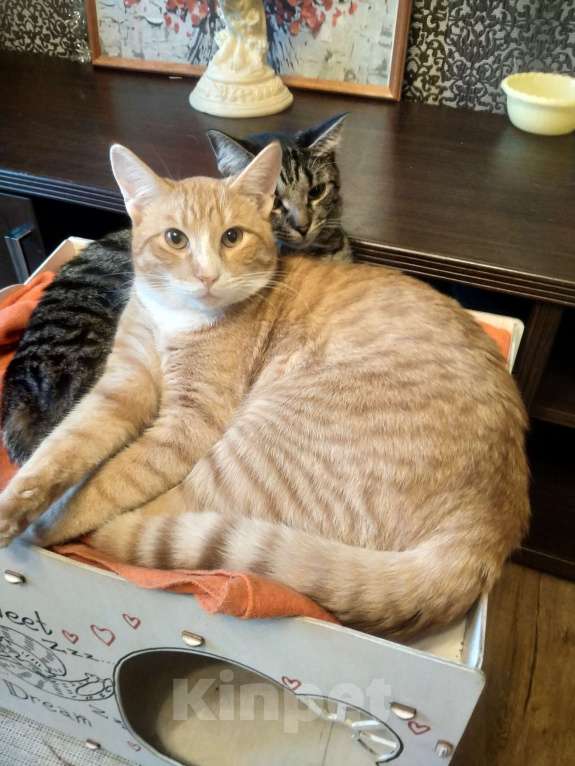 Кошки в Санкт-Петербурге: Котик Пряник в добрые руки Мальчик, Бесплатно - фото 2