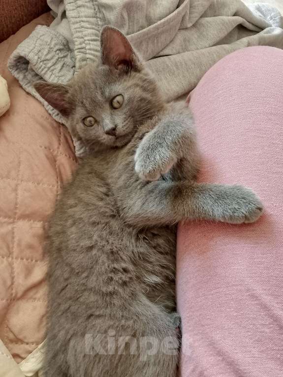 Кошки в других городах Московской области: Котёнок в добрые руки Девочка, Бесплатно - фото 3