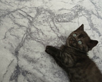 Кошки в Арзамасе: Продаю шотландского прямоухого котенка Мальчик, 5 000 руб. - фото 5