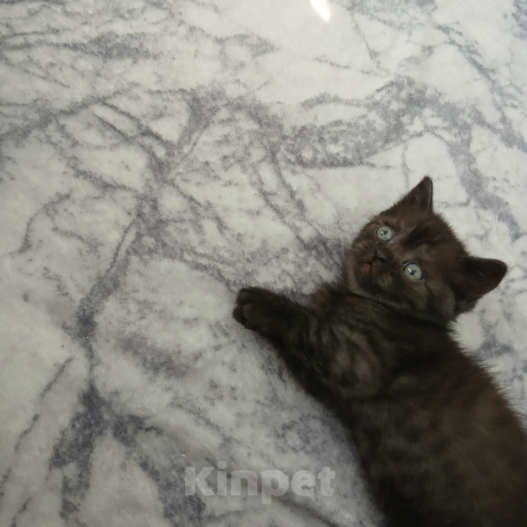 Кошки в Арзамасе: Продаю шотландского прямоухого котенка Мальчик, 5 000 руб. - фото 5