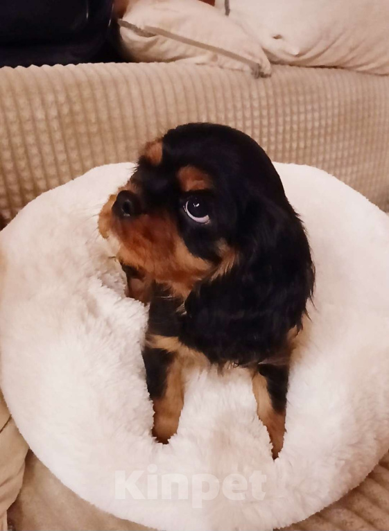 Собаки в Москве: Девочка Кавалер Кинг Чарльз спаниель  Девочка, Бесплатно - фото 3