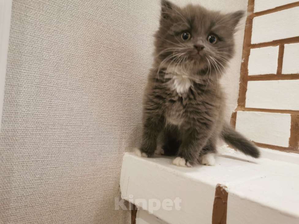 Кошки в Санкт-Петербурге: Милейшая девочка Девочка, Бесплатно - фото 1