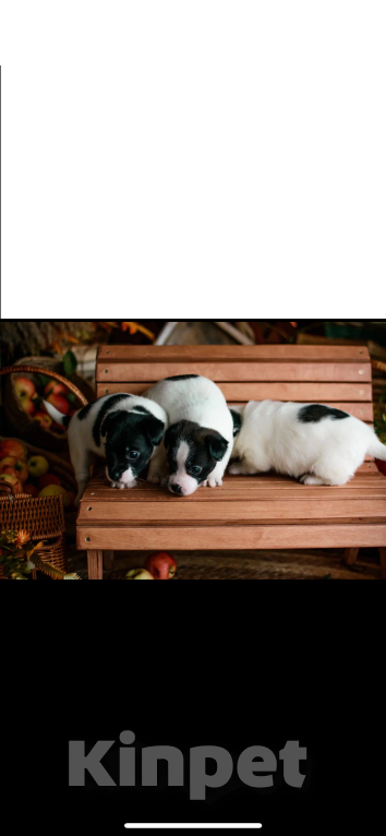 Собаки в Симферополе: Эксклюзивная девочка Джек Рассел терьер  Девочка, 25 000 руб. - фото 6