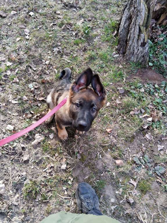 Собаки в Армавире: Щенок немецкой овчарки рабочего разведения  Мальчик, 25 000 руб. - фото 7