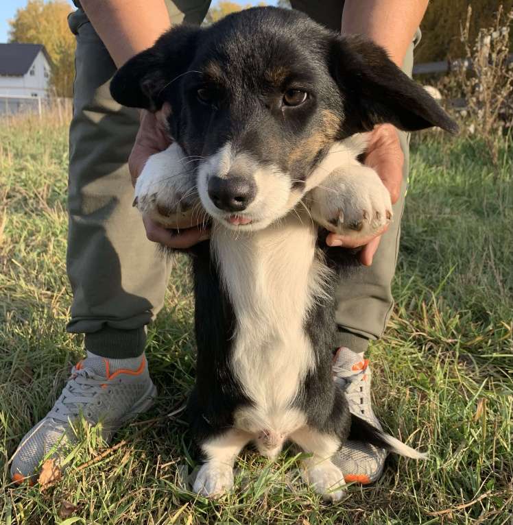Собаки в Новосибирске: Вельш-корги Мальчик, 30 000 руб. - фото 2