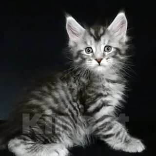 Кошки в Химках: Мейн-куны котята Девочка, 30 000 руб. - фото 1