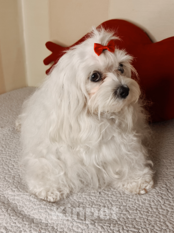 Собаки в Люберцах: ЩЕНОК МАЛЬТИПУ Мальчик, Бесплатно - фото 6