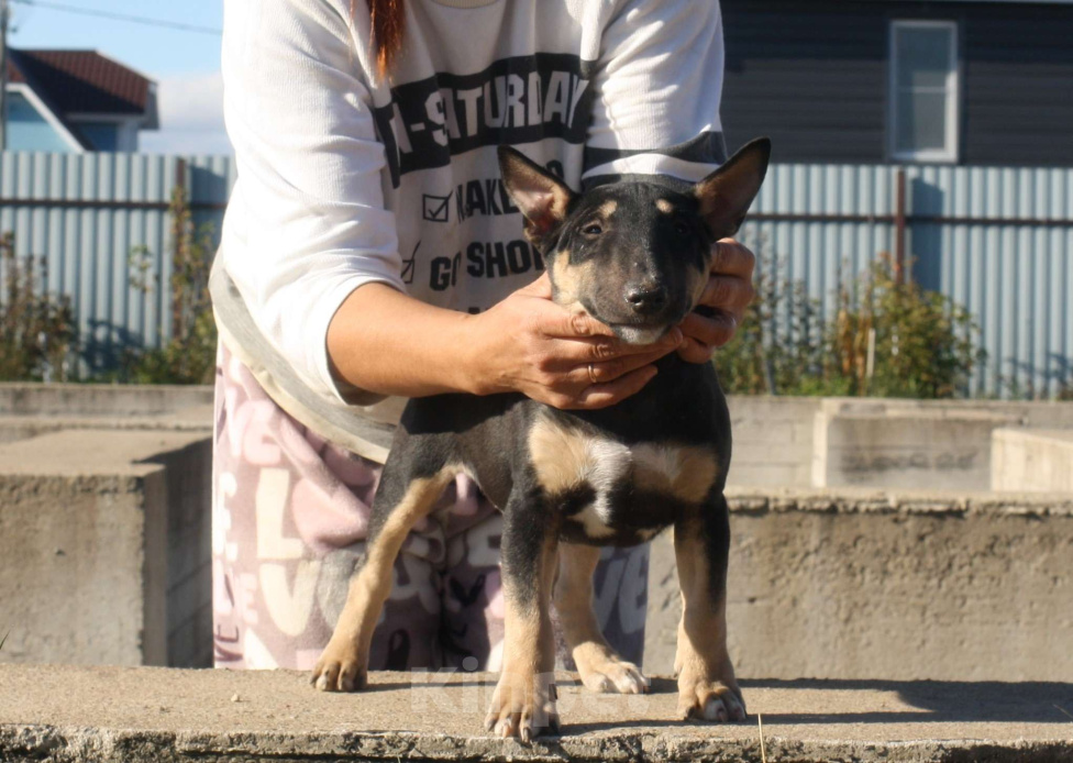 Собаки в Всеволожске: ММ МАКИАТА МЕЛАНЖ Мальчик, Бесплатно - фото 1