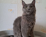 Кошки в Москве: Котенок мейн-кун девочка Девочка, 20 000 руб. - фото 8