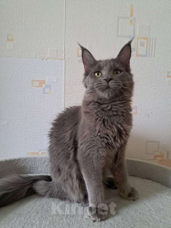 Кошки в Москве: Котенок мейн-кун девочка Девочка, 20 000 руб. - фото 8