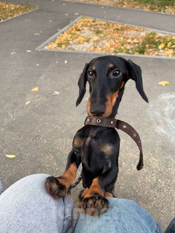 Собаки в Казани: Продам собаку в связи с переездом  Мальчик, 15 000 руб. - фото 3