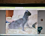 Кошки в Ветлуге: Котята Мейн-кун, 7 000 руб. - фото 3