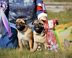 Собаки в Москве: щенок мопса девочка от Чемпионов Девочка, 55 000 руб. - фото 1