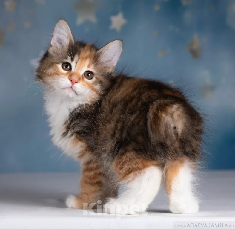 Кошки в других городах Московской области: Кошка курильского бобтейла Девочка, 50 000 руб. - фото 2