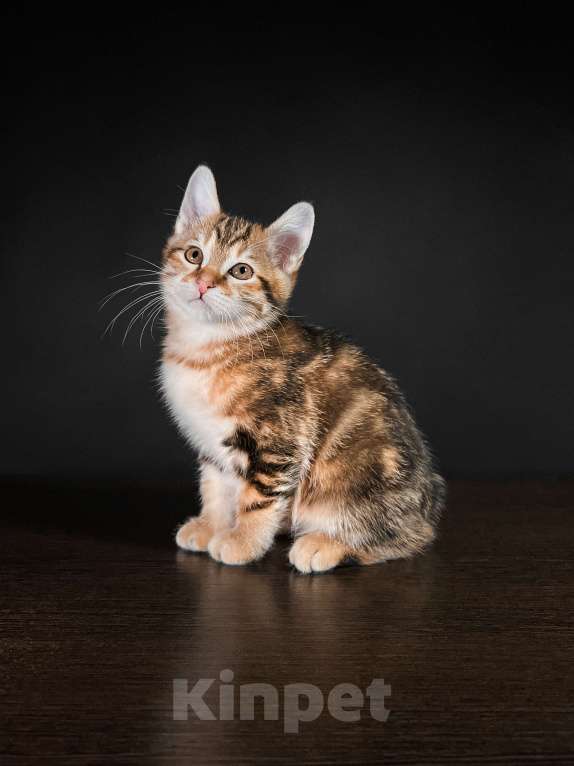 Кошки в Москве: Котята курильского бобтейла короткошерстные  Мальчик, Бесплатно - фото 2