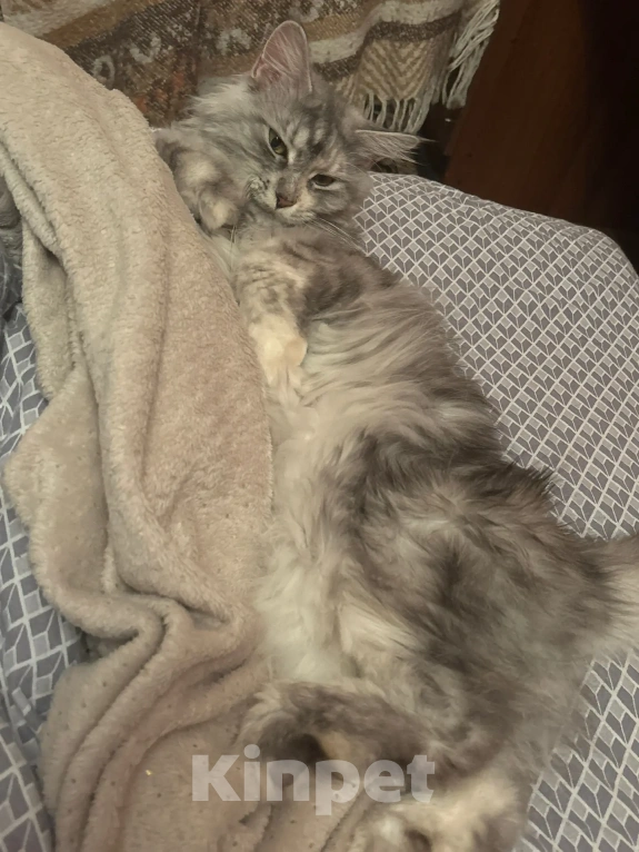 Кошки в Барнауле: Кошка "Мейн-кун" Девочка, Бесплатно - фото 2