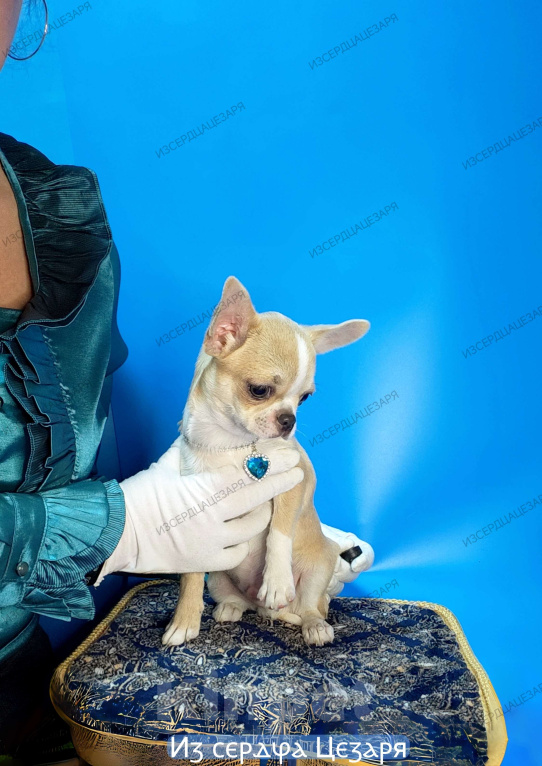 Собаки в Москве: Мальчик с голубеньким носиком Мальчик, 20 000 руб. - фото 6