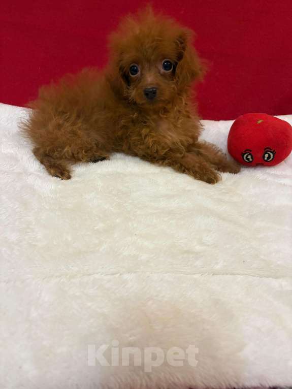 Собаки в Москве: Пудель Той  Девочка Девочка, 50 000 руб. - фото 2