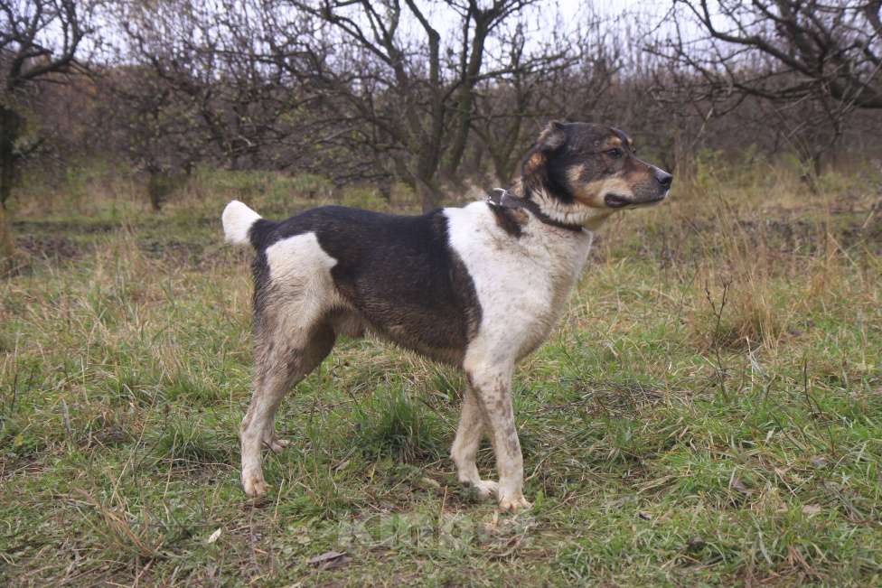 Собаки в Видном: Ра, 2 года Мальчик, Бесплатно - фото 6