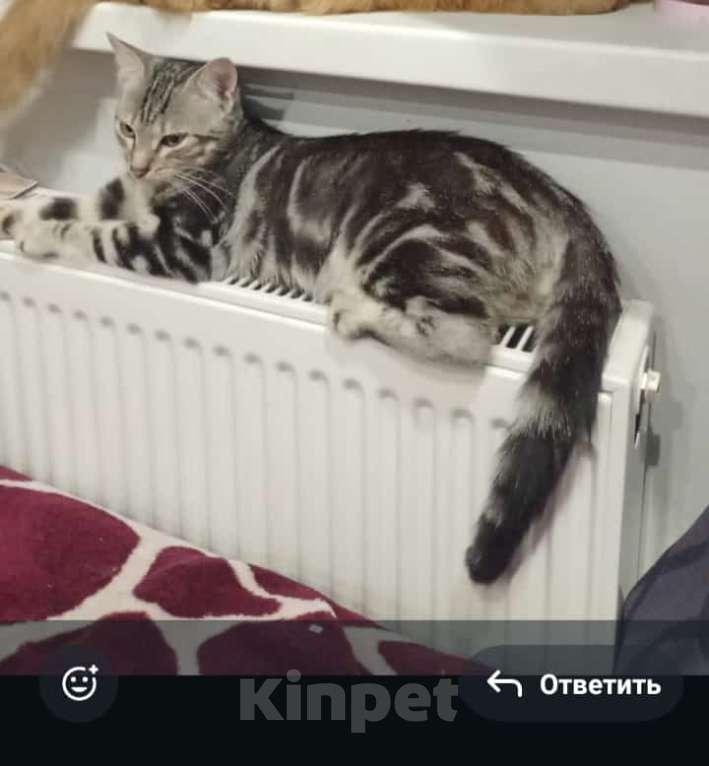 Кошки в Краснодаре: кот Зяблик в добрые руки Мальчик, Бесплатно - фото 1