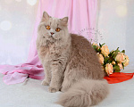 Кошки в Мурином: Британская кошечка лилового окраса Девочка, 28 000 руб. - фото 2