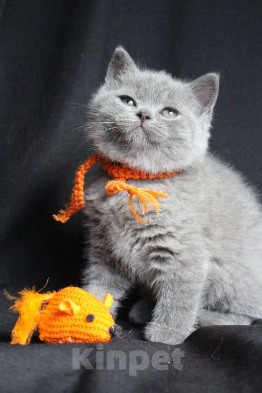 Кошки в Москве: Чистокровный британский котенок мальчик голубой окрас Мальчик, 100 000 руб. - фото 2