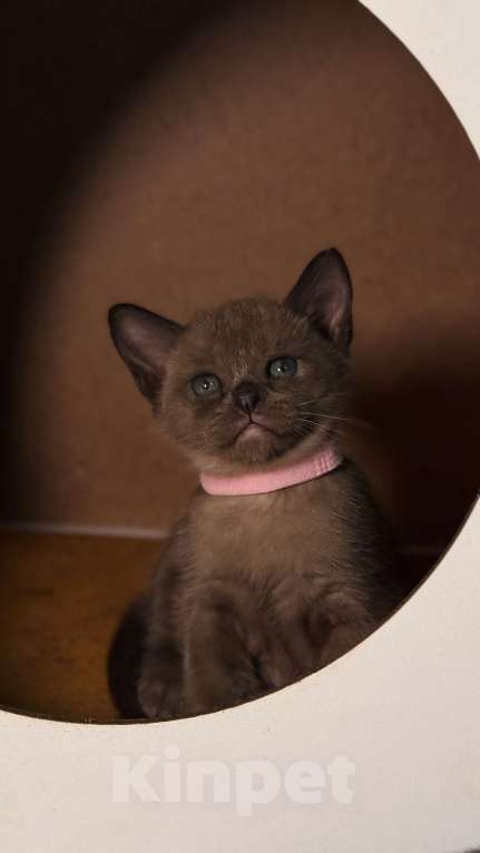 Кошки в Москве: Бурманский котенок Разнополые, 80 000 руб. - фото 2