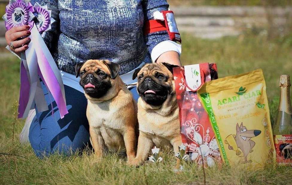 Собаки в Москве: щенок мопса девочка от Чемпионов Девочка, 55 000 руб. - фото 1