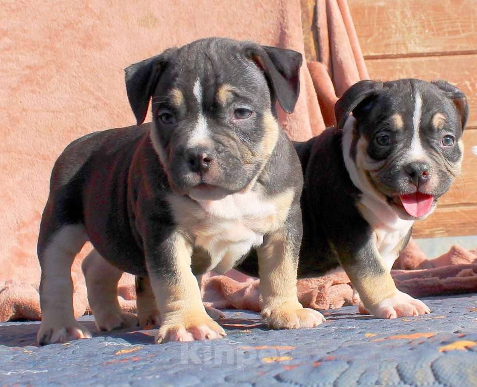 Собаки в Москве: Наши малыши. Разнополые, 80 000 руб. - фото 6