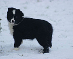 Собаки в других городах Московской области: Щенки Бордер Колли  Девочка, 90 000 руб. - фото 5