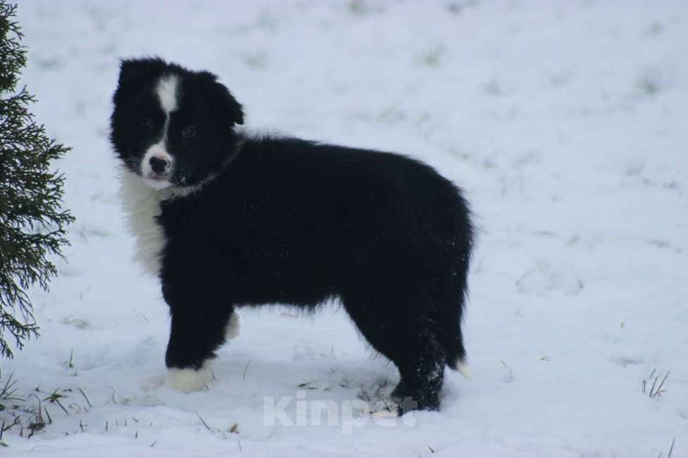 Собаки в других городах Московской области: Щенки Бордер Колли  Девочка, 90 000 руб. - фото 5