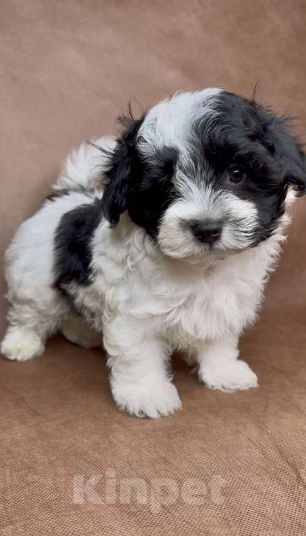 Собаки в Москве: Мальтипу- стандартный мальчик. Мальчик, Бесплатно - фото 2