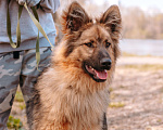 Собаки в Москве: Исцеляющий позитивной энергией Лекарь Мальчик, 1 руб. - фото 2