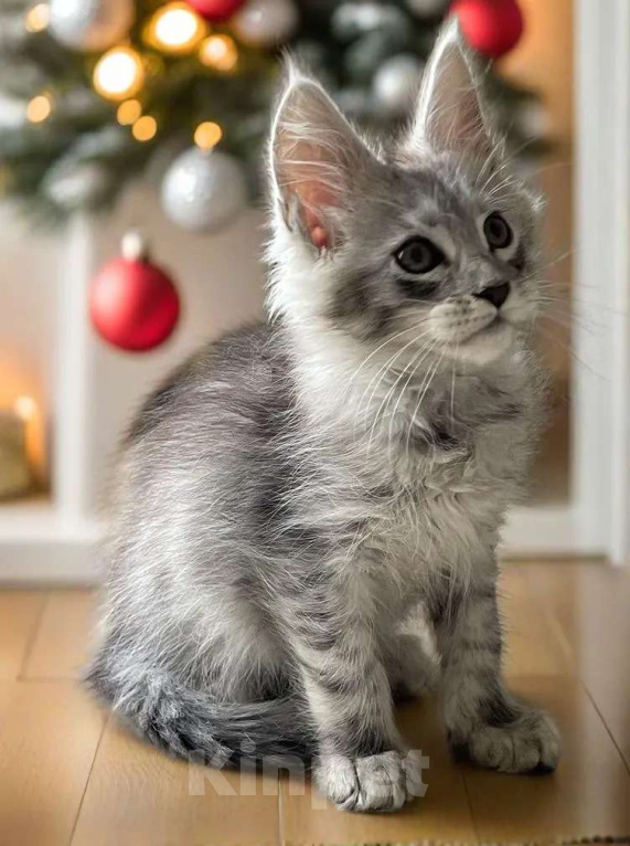 Кошки в Москве: Пушистый ангел для вашего новогоднего настроения Мальчик, 80 000 руб. - фото 8