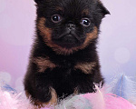 Собаки в Москве: Черно-подпалая миниатюрная девочка пти-брабансон Девочка, 50 000 руб. - фото 1