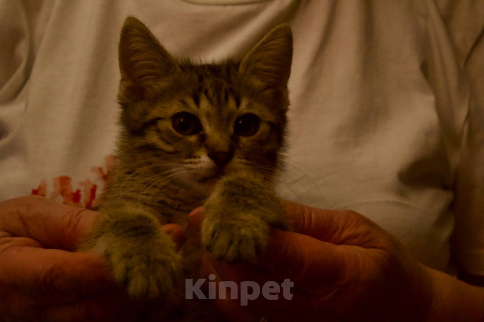 Кошки в Москве: Котенок Нэш ищет дом Мальчик, Бесплатно - фото 5