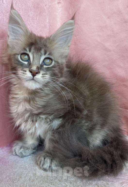 Кошки в Кировске (Мурманская область): Boy Мальчик, Бесплатно - фото 3