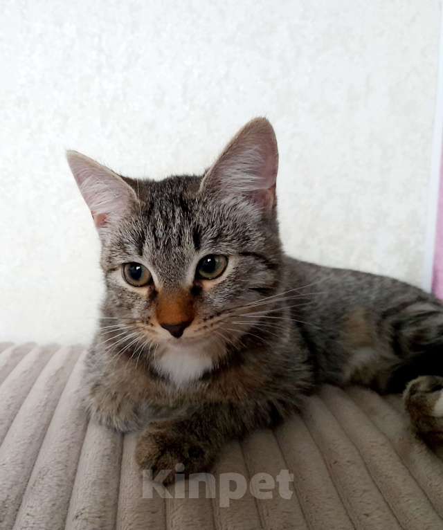 Кошки в Екатеринбурге: Девочка, 4 месяца Девочка, 1 руб. - фото 1