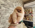 Собаки в Москве: Мега меховой мальчик померанеского шпица Ркф Мальчик, Бесплатно - фото 2