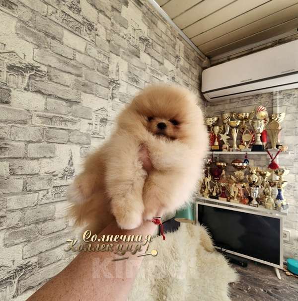 Собаки в Москве: Мега меховой мальчик померанеского шпица Ркф Мальчик, Бесплатно - фото 2