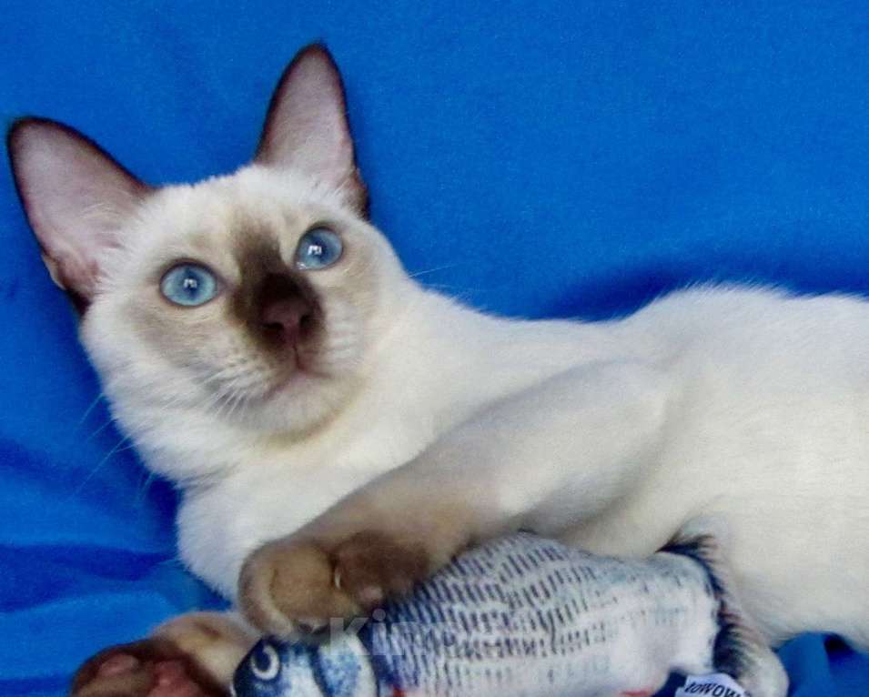 Кошки в Москве: Louis Gamlet Мальчик, 60 000 руб. - фото 1