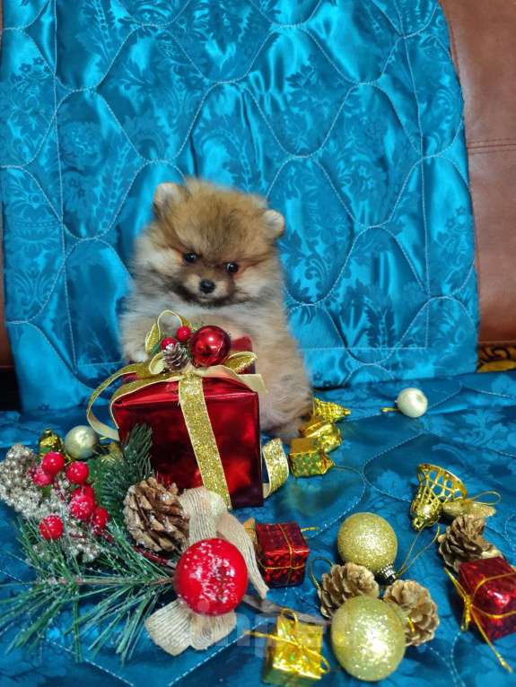 Собаки в Самаре: Продажа щенков Девочка, 70 000 руб. - фото 1